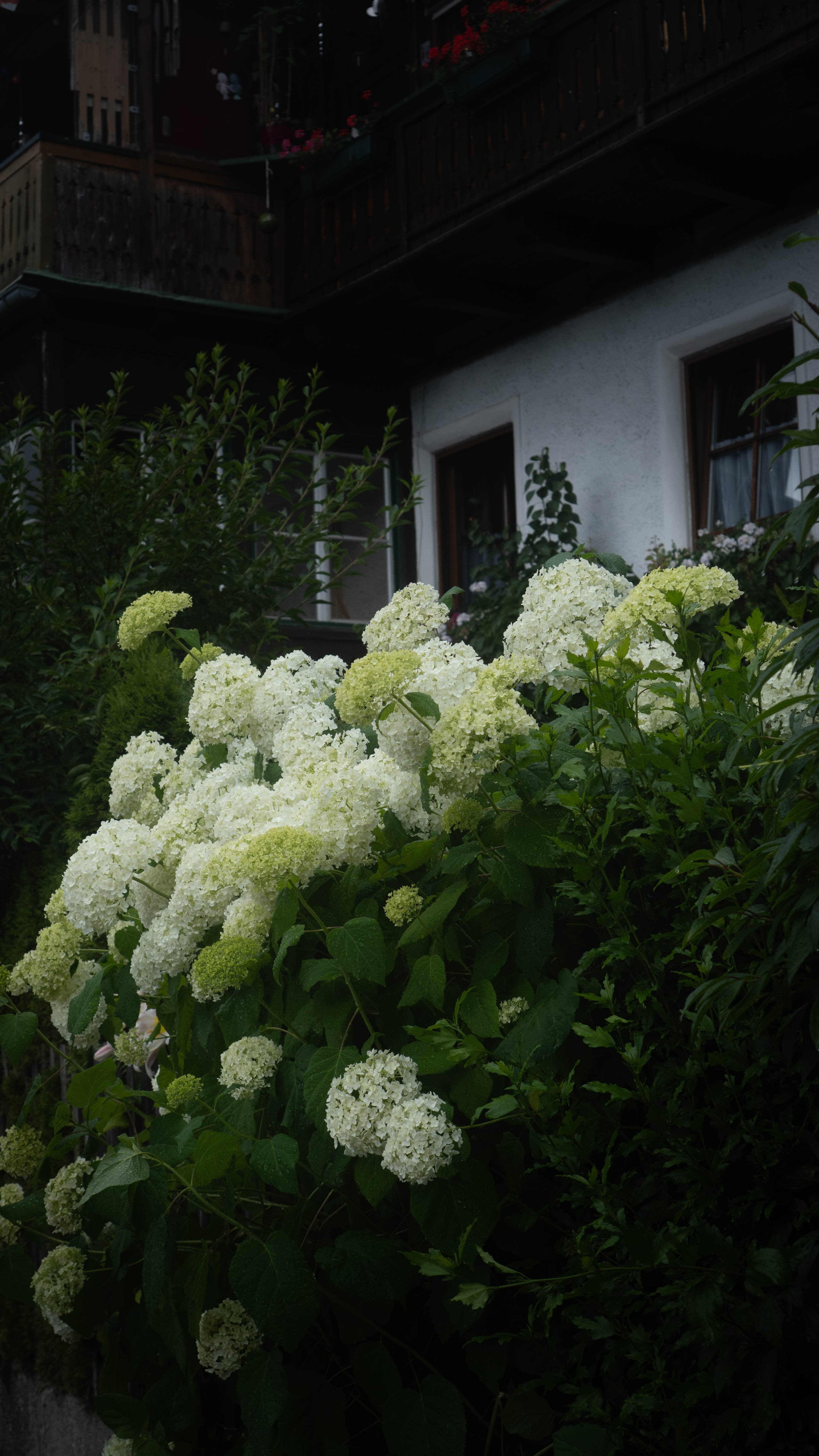 DSC03194